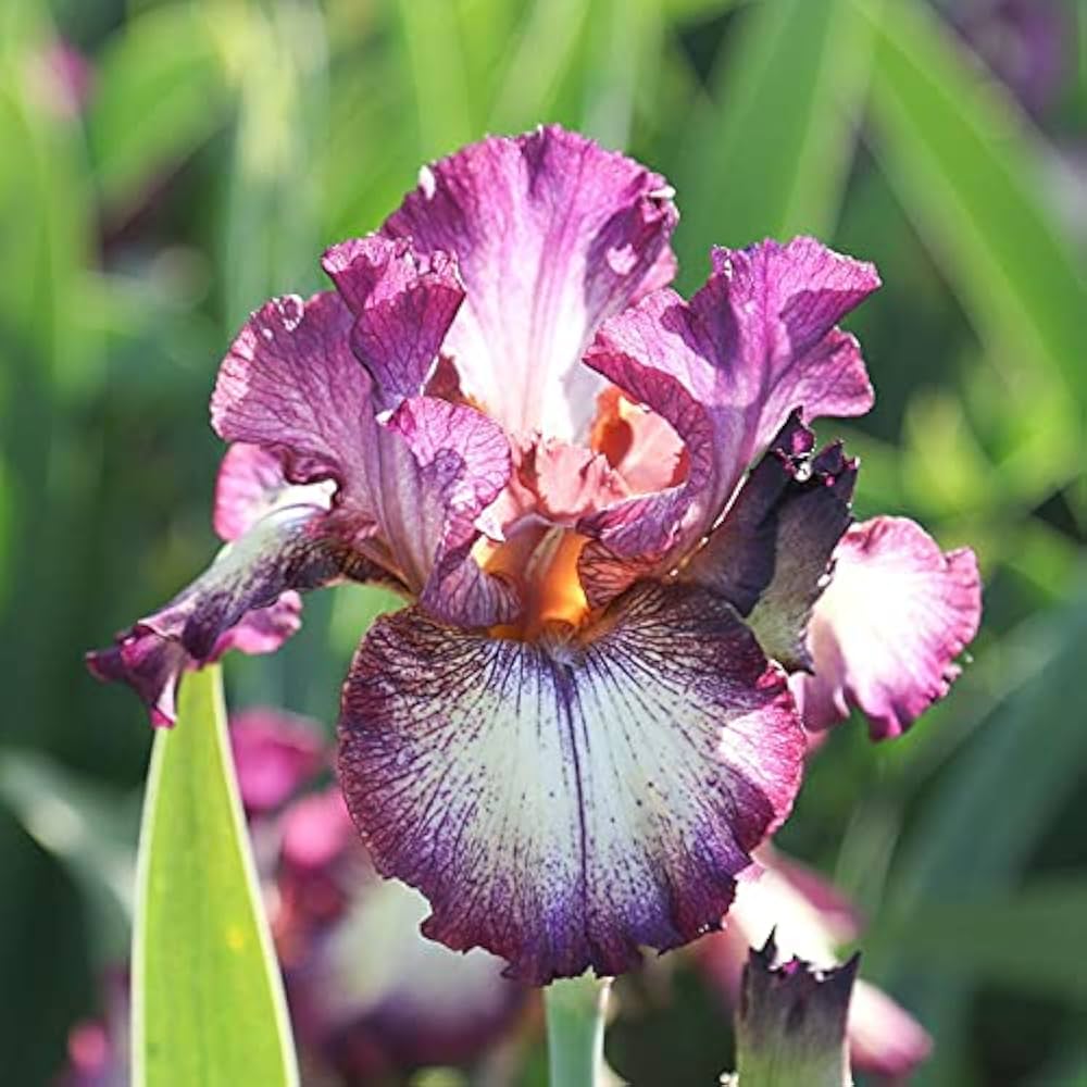 Re-Blooming Bearded Iris - Innocent Star