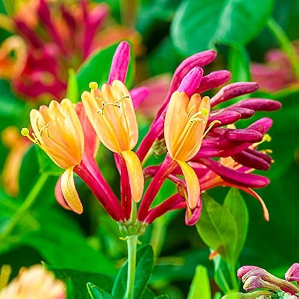 Mixed Honeysuckle Seeds