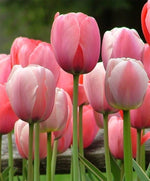 Tulip Tulipa spp. Seeds for planting in flower bed