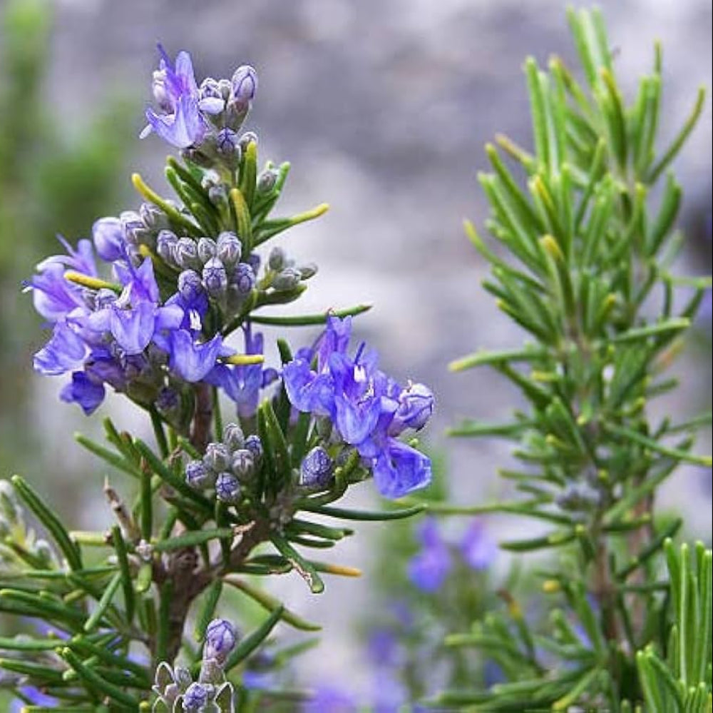 Rosemary Vegetable Seeds for Planting