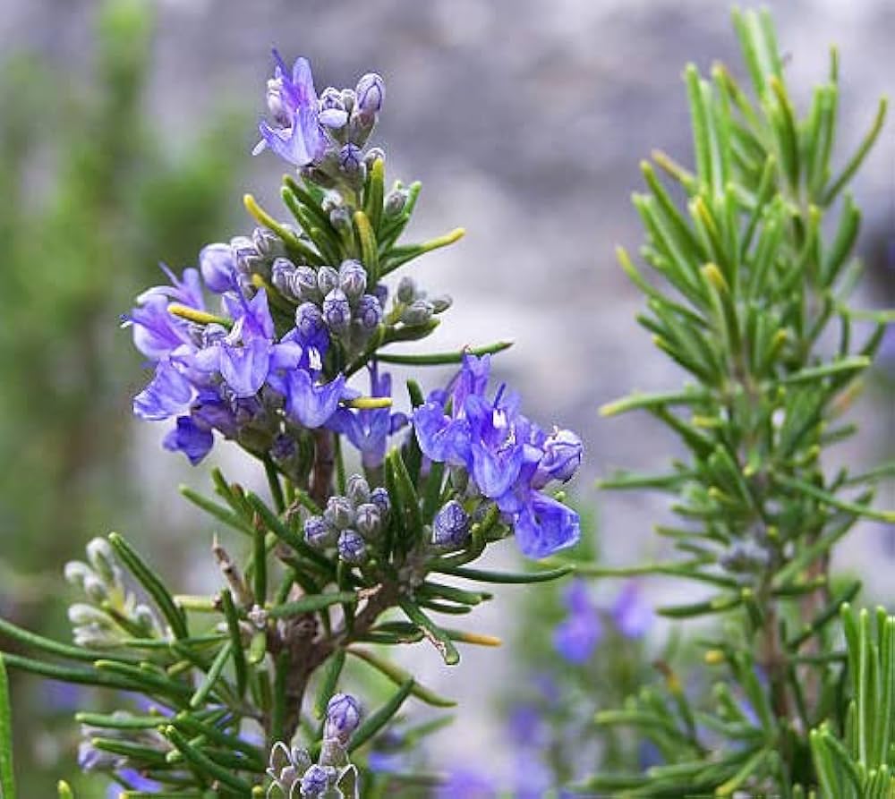 Rosemary Seeds for Ornamental and Edible Gardens-Heirloom & Non-GMO Seeds for planting – Fresh Herb for Your Garden