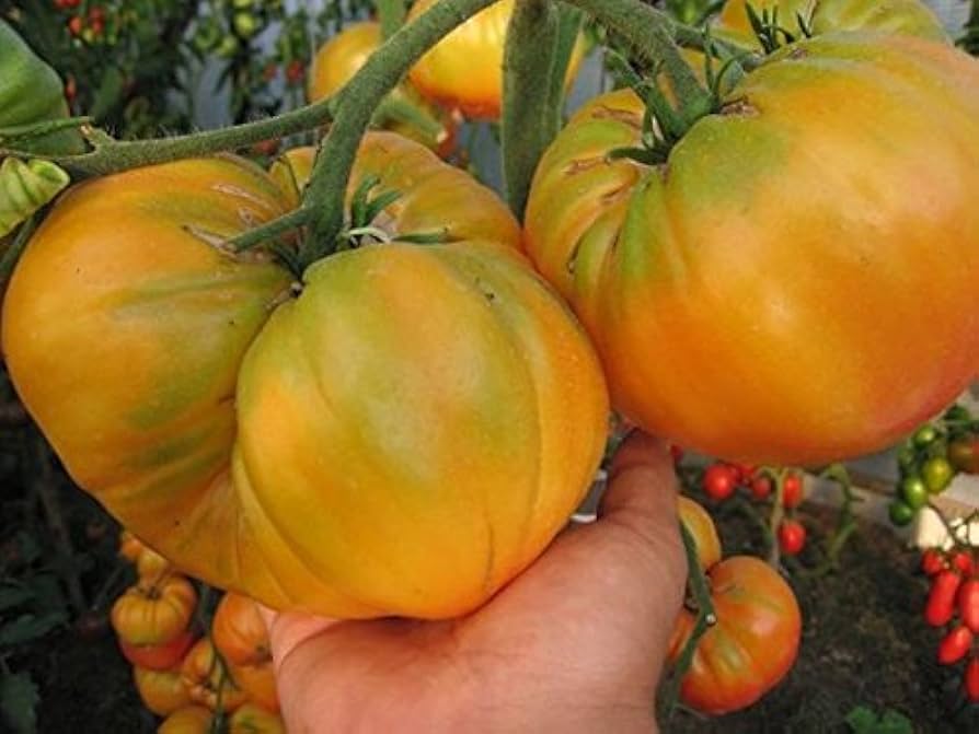 Tomato Zagadka Solanum lycopersicum vegetable seeds for planting in home garden
