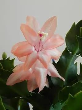Peach Schlumbergera Flower Planting Seeds for Garden NON GMO Seeds Dhara Seeds