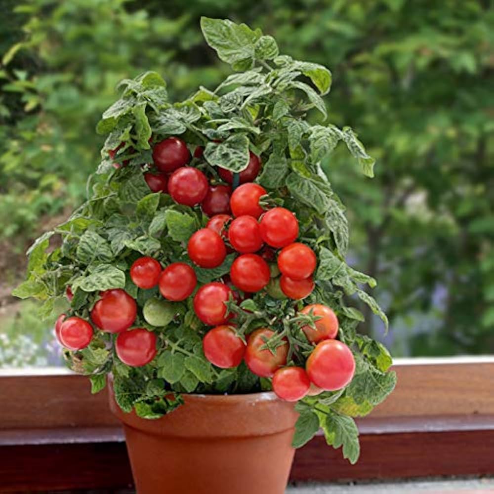 Tomato Solanum lycopersicum Patio variety vegetable seeds for planting in kitchen garden or balcony containers