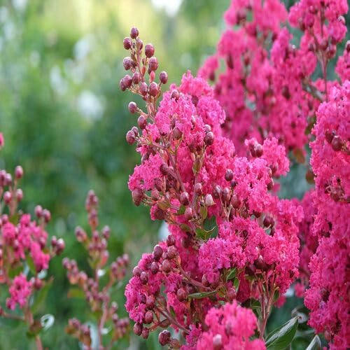Myrtle Flower Pink - Heirloom, Non - Gmo Seeds