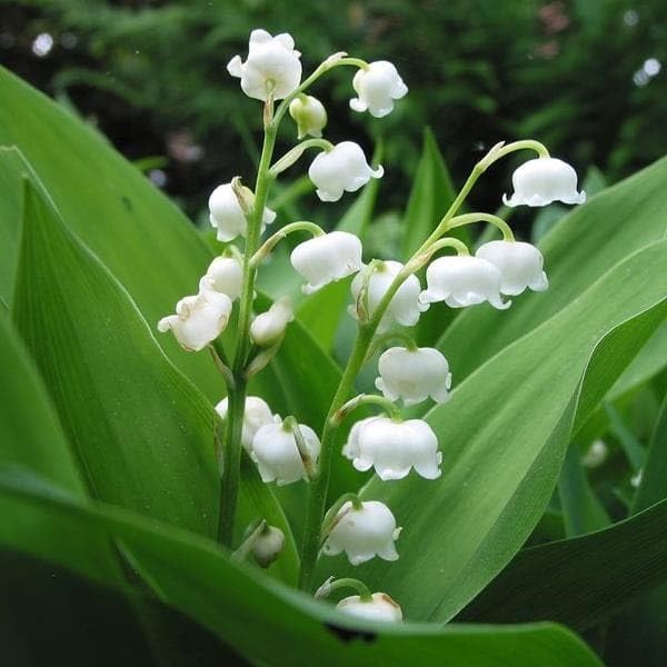 Lily of the Valley Convallaria majalis Flower Seeds for Planting for Shade Garden