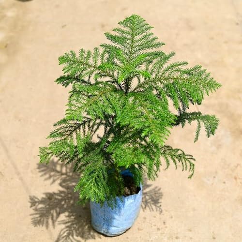 Green Araucaria - Heirloom, Non - Gmo Seeds