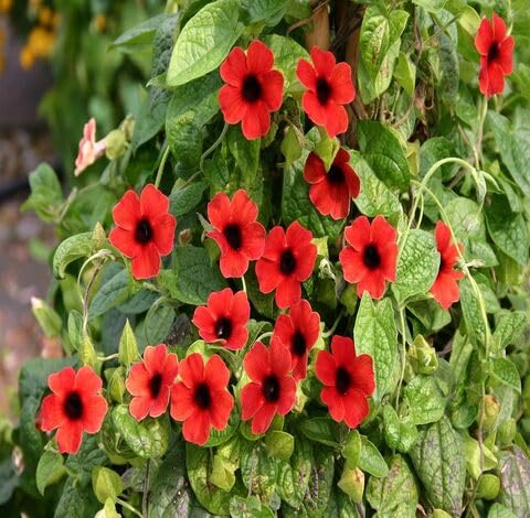 Red Thunbergia Flower - Heirloom, Non - Gmo Seeds