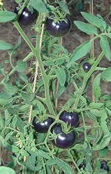 Blue Tomato Seeds for Planting