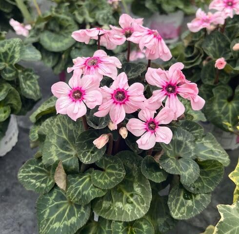 Orange Cyclamen Flower - Heirloom, Non - Gmo Seeds