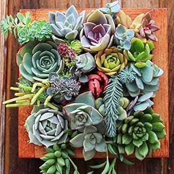 Mini Mixed Succulents Heirloom Non Gmo Image