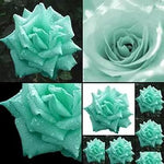 Sea Green Rose Plant Seeds for Garden Heirloom Non-GMO Seeds for Planting and Growing Dhara Seeds