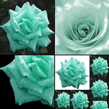 Sea Green Rose Plant Seeds for Garden Heirloom Non-GMO Seeds for Planting and Growing Dhara Seeds