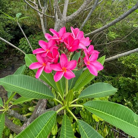 Pink Plumeria Flower