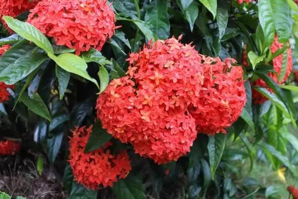 Ixora Flower Seeds for Planting - NON GMO Seeds for planting in home garden