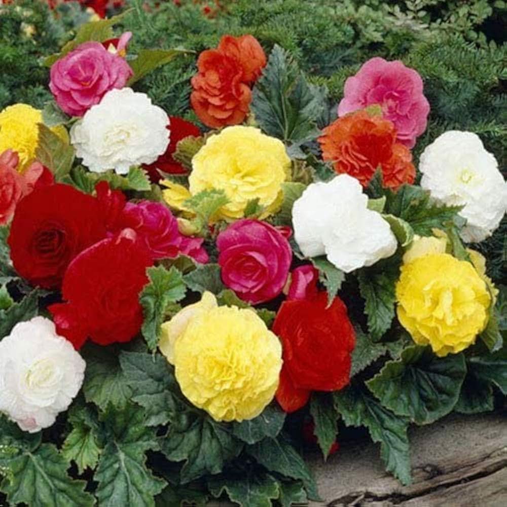 Begonia Begonia semperflorens flower seeds for planting in indoor pots and shady garden beds