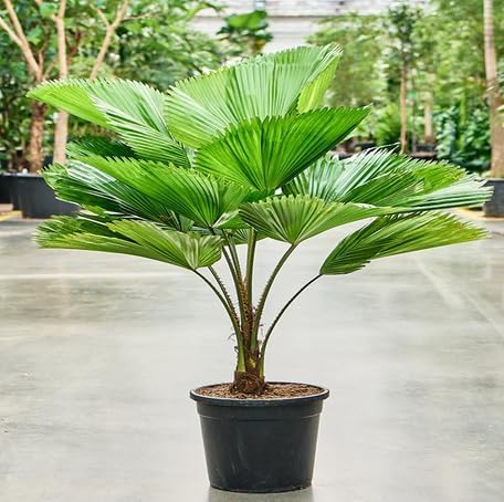 Green Licuala Grandis