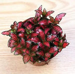 Red Fittonia Verschaffeltii Plant Seeds for Planting - Non GMO & Heirloom Seeds Dhara Seeds