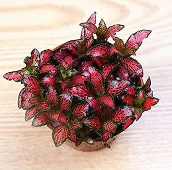 Red Fittonia Verschaffeltii Plant Seeds for Planting - Non GMO & Heirloom Seeds Dhara Seeds