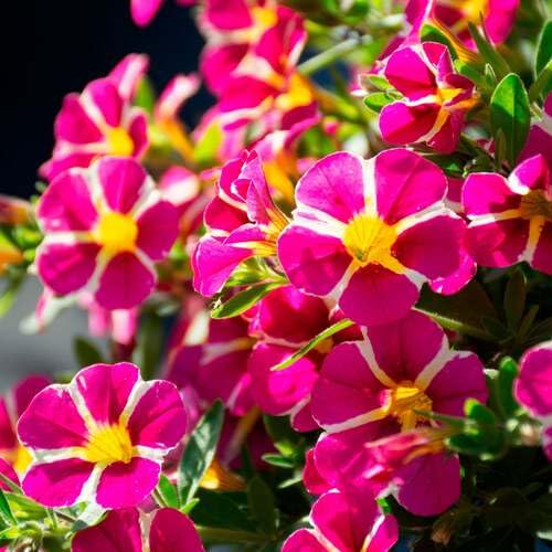 Calibrachoa Flower Pink White - Heirloom, Non - Gmo Seeds