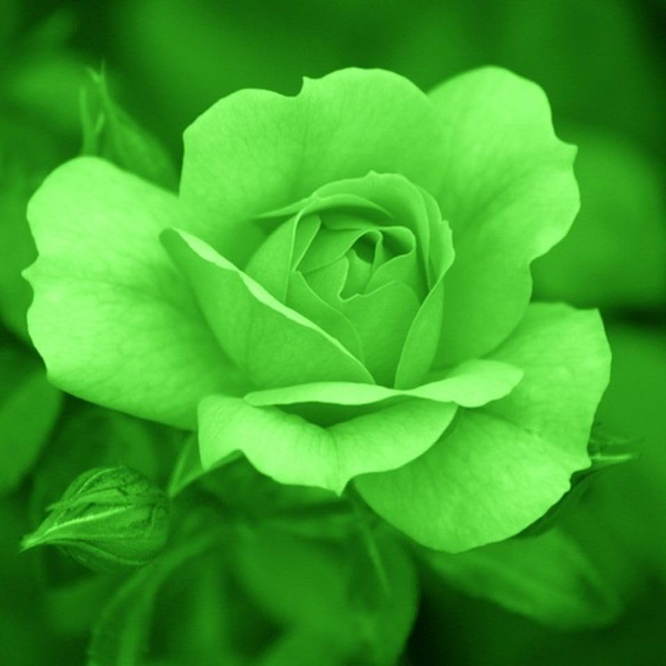 Green Rose Flowering Seeds For Planting And Gardening