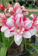Amaryllis – Hippeastrum spp. – flowering bulb for outdoor planting
