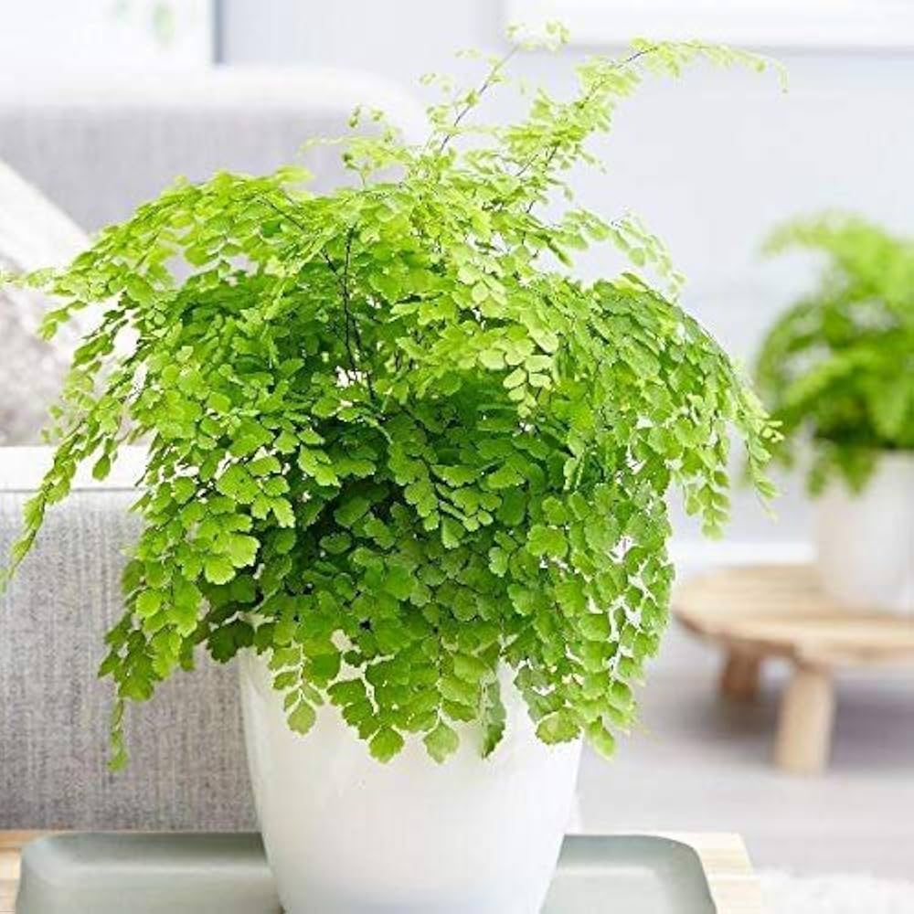 Maidenhair Fern Adiantum spp. for planting in home garden and flower bed