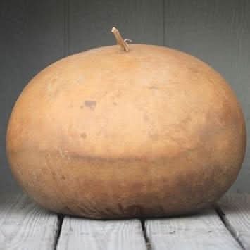 Brown Gourd Bushel Lagenaria siceraria seeds for garden planting
