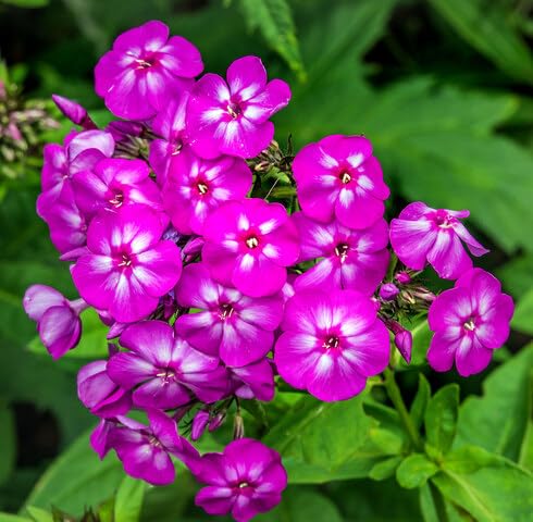Pink White Phlox Flower - Heirloom, Non - Gmo Seeds