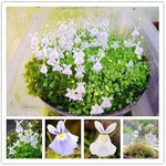 Utricularia Sandersonii Flower Seeds for Planting - Heirloom, NON-GMO Seeds for Garden Growth Dhara Seeds