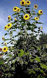 Yellow Sunflower Heirloom Non Gmo Image