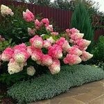 Vanilla Strawberry Hydrangea Flower Seeds for Planting - Heirloom and Non GMO seeds Dhara Seeds