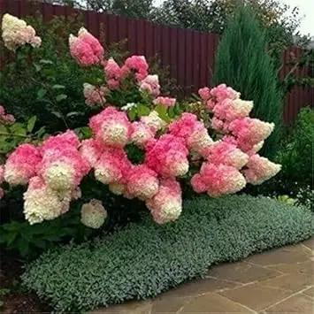 Vanilla Strawberry Hydrangea Flower Seeds for Planting - Heirloom and Non GMO seeds Dhara Seeds