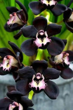 Black Dendrobium Flower Seeds for Planting - NON GMO Seeds Dhara Seeds