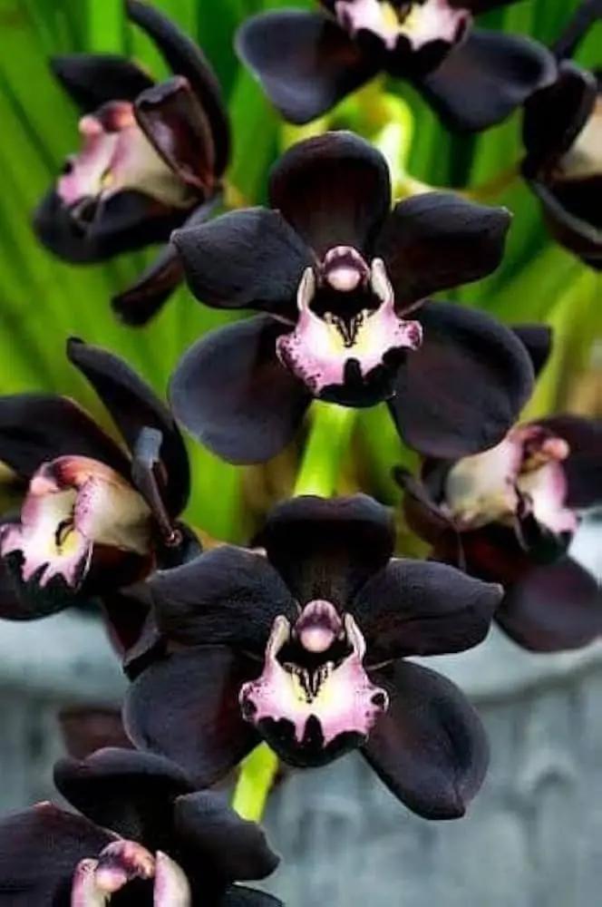 Black Dendrobium Flower Seeds for Planting - NON GMO Seeds Dhara Seeds