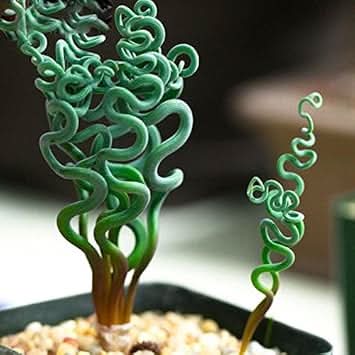 Green Trachyandra Plant Seeds for Planting - Unique Garden Flora, Heirloom & Non-GMO Seeds