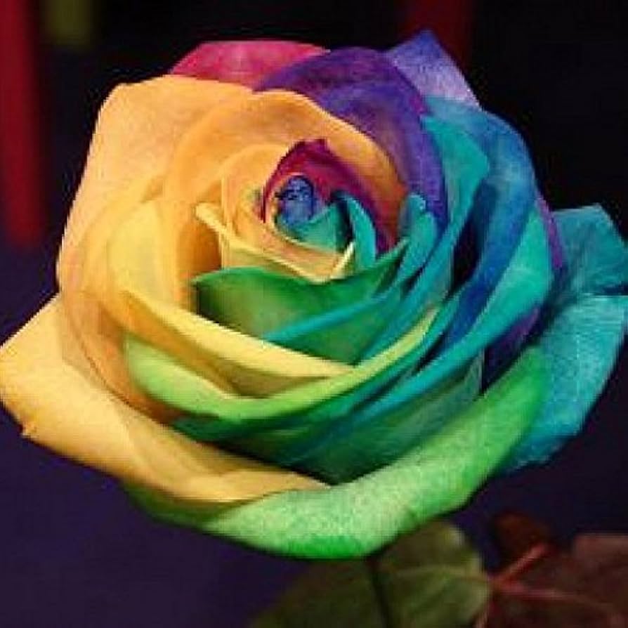 Rose Rosa spp. flower seeds for planting in home garden beds and balcony planters