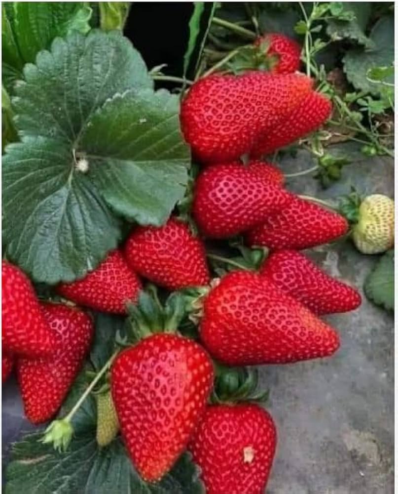 Mini Strawberry Rare Small Child Potted Seeds
