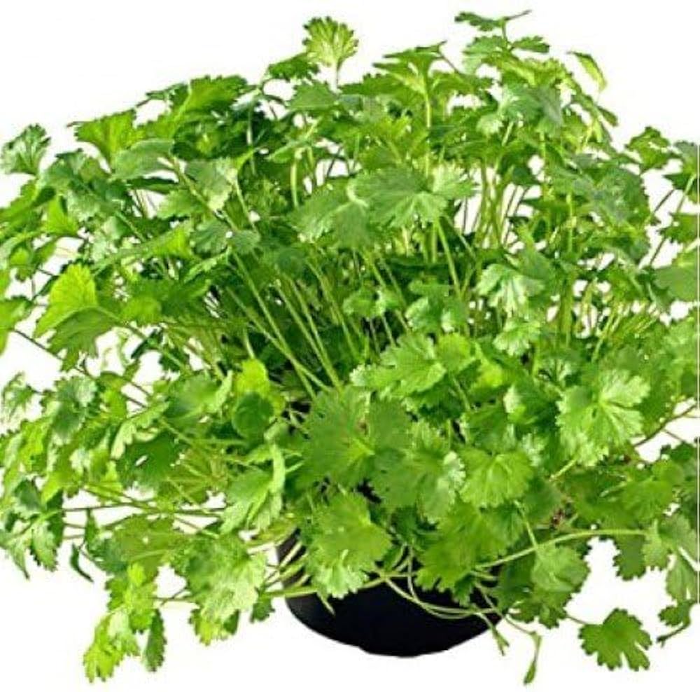 Slow Bolt Cilantro Seeds Coriandrum sativum for Planting in Herb Beds or Garden Pots