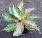 Aglaonema Pink Mix Flower Seeds for Planting - NON GMO Seeds Dhara Seeds