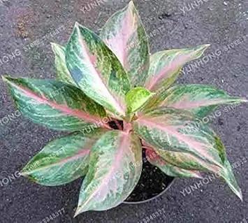 Aglaonema Pink Mix Flower Seeds for Planting - NON GMO Seeds Dhara Seeds