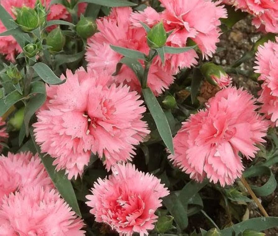 Rare Carnation Dianthus caryophyllus Seeds for Planting - Perfect for Flower Bed & Home Garden