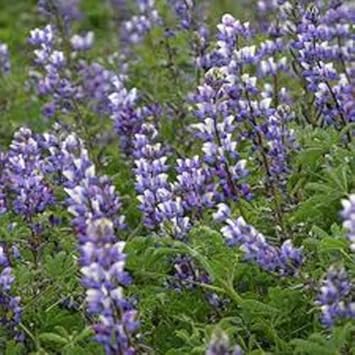 Purple Arroyo Lupine Flower Seeds for Planting – Non-GMO, Heirloom Garden Seeds