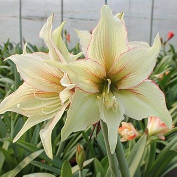 Light Yellow Hippeastrum Flower Seeds for Planting