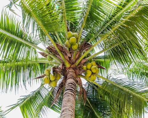 Green Palm Tree - Heirloom, Non - Gmo Seeds