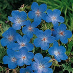 Heirloom Non-GMO Blue Geranium Flower Seeds – Rare Blooms for Planting for planting in your garden.