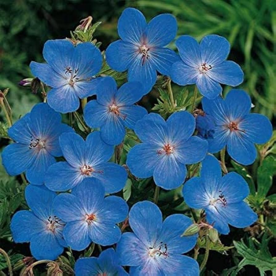 Heirloom Non-GMO Blue Geranium Flower Seeds – Rare Blooms for Planting for planting in your garden.