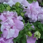 Floribunda Flower Seeds for Planting - NON GMO Seeds Dhara Seeds