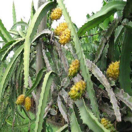 Yellow Pitaya Fruit