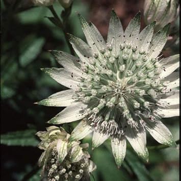 Organic Green White Astrantia Flower Seeds for Planting – Heirloom, Non-GMO